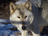 Arctic Wolf 049